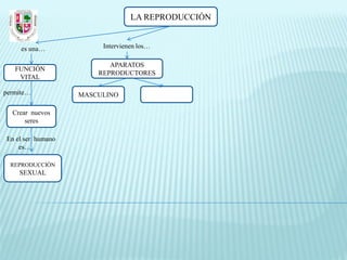 LA REPRODUCCIÓN


     es una…            Intervienen los…

                          APARATOS
   FUNCIÓN
                       REPRODUCTORES
    VITAL

permite…           MASCULINO

  Crear nuevos
      seres

En el ser humano
    es…

  REPRODUCCIÓN
    SEXUAL
 