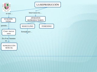 LA REPRODUCCIÓN


     es una…               Intervienen los…

                            APARATOS
   FUNCIÓN
                         REPRODUCTORES
    VITAL

permite…           MASCULINO              FEMENINO

  Crear nuevos     formado por…
      seres

En el ser humano
    es…

  REPRODUCCIÓN
    SEXUAL
 