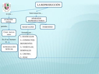 LA REPRODUCCIÓN


     es una…                   Intervienen los…

                                 APARATOS
   FUNCIÓN
                              REPRODUCTORES
    VITAL

permite…             MASCULINO                FEMENINO

  Crear nuevos      formado por…
      seres
                   1.-TESTÍCULOS
En el ser humano   2.- CONDUCTOS
    es…
                   DEFERENTES
  REPRODUCCIÓN     3.- VESÍCULAS
    SEXUAL
                   SEMINALES
                   4.- URETRA
                   5.- PENE
 