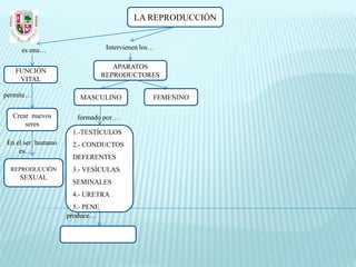 LA REPRODUCCIÓN


     es una…                     Intervienen los…

                                   APARATOS
   FUNCIÓN
                                REPRODUCTORES
    VITAL

permite…               MASCULINO                FEMENINO

  Crear nuevos        formado por…
      seres
                    1.-TESTÍCULOS
En el ser humano    2.- CONDUCTOS
    es…
                    DEFERENTES
  REPRODUCCIÓN      3.- VESÍCULAS
    SEXUAL
                    SEMINALES
                    4.- URETRA
                     5.- PENE
                   produce…
 