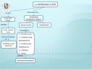 LA REPRODUCCIÓN


     es una…                     Intervienen los…

                                   APARATOS
   FUNCIÓN
                                REPRODUCTORES
    VITAL

permite…               MASCULINO                FEMENINO

  Crear nuevos        formado por…
      seres
                    1.-TESTÍCULOS
En el ser humano    2.- CONDUCTOS
    es…
                    DEFERENTES
  REPRODUCCIÓN      3.- VESÍCULAS
    SEXUAL
                    SEMINALES
                    4.- URETRA
                     5.- PENE
                   produce…

                   ESPERMATOZOIDES
 
