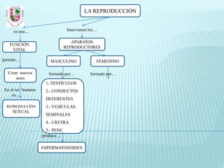 LA REPRODUCCIÓN


     es una…                     Intervienen los…

                                   APARATOS
   FUNCIÓN
                                REPRODUCTORES
    VITAL

permite…               MASCULINO                FEMENINO

  Crear nuevos        formado por…           formado por…
      seres
                    1.-TESTÍCULOS
En el ser humano    2.- CONDUCTOS
    es…
                    DEFERENTES
  REPRODUCCIÓN      3.- VESÍCULAS
    SEXUAL
                    SEMINALES
                    4.- URETRA
                     5.- PENE
                   produce…

                   ESPERMATOZOIDES
 