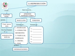 LA REPRODUCCIÓN


     es una…                     Intervienen los…

                                   APARATOS
   FUNCIÓN
                                REPRODUCTORES
    VITAL

permite…               MASCULINO                FEMENINO

  Crear nuevos        formado por…           formado por…
      seres
                    1.-TESTÍCULOS
                                              1.- ____________
En el ser humano    2.- CONDUCTOS
    es…                                       2.- ____________
                    DEFERENTES
                                              _______________
  REPRODUCCIÓN      3.- VESÍCULAS
    SEXUAL                                    3.- ____________
                    SEMINALES
                                              4.- ____________
                    4.- URETRA
                                              5.- ____________
                     5.- PENE
                   produce…

                   ESPERMATOZOIDES
 