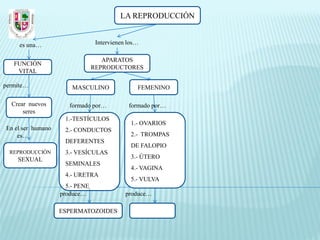 LA REPRODUCCIÓN


     es una…                     Intervienen los…

                                   APARATOS
   FUNCIÓN
                                REPRODUCTORES
    VITAL

permite…               MASCULINO                FEMENINO

  Crear nuevos        formado por…           formado por…
      seres
                    1.-TESTÍCULOS
                                              1.- OVARIOS
En el ser humano    2.- CONDUCTOS
    es…                                       2.- TROMPAS
                    DEFERENTES
                                              DE FALOPIO
  REPRODUCCIÓN      3.- VESÍCULAS
    SEXUAL                                    3.- ÚTERO
                    SEMINALES
                                              4.- VAGINA
                    4.- URETRA
                                              5.- VULVA
                     5.- PENE
                   produce…                 produce…

                   ESPERMATOZOIDES
 