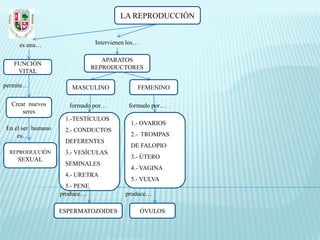 LA REPRODUCCIÓN


     es una…                     Intervienen los…

                                   APARATOS
   FUNCIÓN
                                REPRODUCTORES
    VITAL

permite…               MASCULINO                FEMENINO

  Crear nuevos        formado por…           formado por…
      seres
                    1.-TESTÍCULOS
                                              1.- OVARIOS
En el ser humano    2.- CONDUCTOS
    es…                                       2.- TROMPAS
                    DEFERENTES
                                              DE FALOPIO
  REPRODUCCIÓN      3.- VESÍCULAS
    SEXUAL                                    3.- ÚTERO
                    SEMINALES
                                              4.- VAGINA
                    4.- URETRA
                                              5.- VULVA
                     5.- PENE
                   produce…                 produce…

                   ESPERMATOZOIDES                  ÓVULOS
 