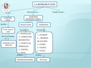 LA REPRODUCCIÓN


     es una…                     Intervienen los…            Cuando se unen…

                                   APARATOS
   FUNCIÓN
                                REPRODUCTORES
    VITAL

permite…               MASCULINO                FEMENINO

  Crear nuevos        formado por…           formado por…
      seres
                    1.-TESTÍCULOS
                                              1.- OVARIOS
En el ser humano    2.- CONDUCTOS
    es…                                       2.- TROMPAS
                    DEFERENTES
                                              DE FALOPIO
  REPRODUCCIÓN      3.- VESÍCULAS
    SEXUAL                                    3.- ÚTERO
                    SEMINALES
                                              4.- VAGINA
                    4.- URETRA
                                              5.- VULVA
                     5.- PENE
                   produce…                 produce…

                   ESPERMATOZOIDES                  ÓVULOS
 
