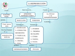 LA REPRODUCCIÓN


     es una…                     Intervienen los…            Cuando se unen…

                                   APARATOS                      Un ÓVULO
   FUNCIÓN
                                REPRODUCTORES                       y un
    VITAL
                                                              ESPERMATOZOIDE
permite…               MASCULINO                FEMENINO
                                                              se produce…
  Crear nuevos        formado por…           formado por…
      seres
                    1.-TESTÍCULOS
                                              1.- OVARIOS
En el ser humano    2.- CONDUCTOS
    es…                                       2.- TROMPAS
                    DEFERENTES
                                              DE FALOPIO
  REPRODUCCIÓN      3.- VESÍCULAS
    SEXUAL                                    3.- ÚTERO
                    SEMINALES
                                              4.- VAGINA
                    4.- URETRA
                                              5.- VULVA
                     5.- PENE
                   produce…                 produce…

                   ESPERMATOZOIDES                  ÓVULOS
 