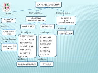 LA REPRODUCCIÓN


     es una…                     Intervienen los…            Cuando se unen…

                                   APARATOS                      Un ÓVULO
   FUNCIÓN
                                REPRODUCTORES                       y un
    VITAL
                                                              ESPERMATOZOIDE
permite…               MASCULINO                FEMENINO
                                                              se produce…
  Crear nuevos        formado por…           formado por…           LA
      seres                                                    FECUNDACIÓN
                    1.-TESTÍCULOS
                                              1.- OVARIOS
En el ser humano    2.- CONDUCTOS
    es…                                       2.- TROMPAS
                    DEFERENTES
                                              DE FALOPIO
  REPRODUCCIÓN      3.- VESÍCULAS
    SEXUAL                                    3.- ÚTERO
                    SEMINALES
                                              4.- VAGINA
                    4.- URETRA
                                              5.- VULVA
                     5.- PENE
                   produce…                 produce…

                   ESPERMATOZOIDES                  ÓVULOS
 