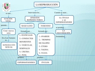 LA REPRODUCCIÓN


     es una…                     Intervienen los…            Cuando se unen…

                                   APARATOS                      Un ÓVULO
   FUNCIÓN
                                REPRODUCTORES                       y un
    VITAL
                                                              ESPERMATOZOIDE
permite…               MASCULINO                FEMENINO
                                                              se produce…
  Crear nuevos        formado por…           formado por…           LA
      seres                                                    FECUNDACIÓN
                    1.-TESTÍCULOS
                                              1.- OVARIOS     formándose…
En el ser humano    2.- CONDUCTOS
    es…                                       2.- TROMPAS
                    DEFERENTES
                                              DE FALOPIO
  REPRODUCCIÓN      3.- VESÍCULAS
    SEXUAL                                    3.- ÚTERO
                    SEMINALES
                                              4.- VAGINA
                    4.- URETRA
                                              5.- VULVA
                     5.- PENE
                   produce…                 produce…

                   ESPERMATOZOIDES                  ÓVULOS
 
