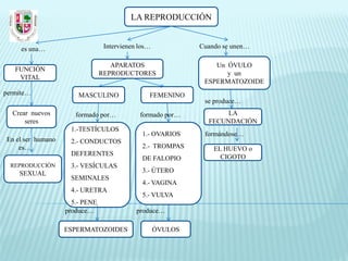 LA REPRODUCCIÓN


     es una…                     Intervienen los…            Cuando se unen…

                                   APARATOS                      Un ÓVULO
   FUNCIÓN
                                REPRODUCTORES                       y un
    VITAL
                                                              ESPERMATOZOIDE
permite…               MASCULINO                FEMENINO
                                                              se produce…
  Crear nuevos        formado por…           formado por…           LA
      seres                                                    FECUNDACIÓN
                    1.-TESTÍCULOS
                                              1.- OVARIOS     formándose…
En el ser humano    2.- CONDUCTOS
    es…                                       2.- TROMPAS        EL HUEVO o
                    DEFERENTES                                     CIGOTO
                                              DE FALOPIO
  REPRODUCCIÓN      3.- VESÍCULAS
    SEXUAL                                    3.- ÚTERO
                    SEMINALES
                                              4.- VAGINA
                    4.- URETRA
                                              5.- VULVA
                     5.- PENE
                   produce…                 produce…

                   ESPERMATOZOIDES                  ÓVULOS
 