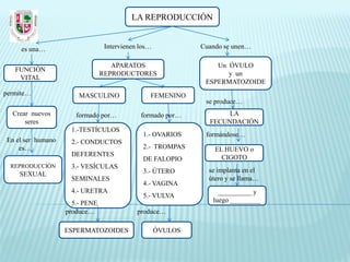 LA REPRODUCCIÓN


     es una…                     Intervienen los…            Cuando se unen…

                                   APARATOS                      Un ÓVULO
   FUNCIÓN
                                REPRODUCTORES                       y un
    VITAL
                                                              ESPERMATOZOIDE
permite…               MASCULINO                FEMENINO
                                                              se produce…
  Crear nuevos        formado por…           formado por…           LA
      seres                                                    FECUNDACIÓN
                    1.-TESTÍCULOS
                                              1.- OVARIOS     formándose…
En el ser humano    2.- CONDUCTOS
    es…                                       2.- TROMPAS        EL HUEVO o
                    DEFERENTES                                     CIGOTO
                                              DE FALOPIO
  REPRODUCCIÓN      3.- VESÍCULAS
                                              3.- ÚTERO        se implanta en el
    SEXUAL
                    SEMINALES                                  útero y se llama…
                                              4.- VAGINA
                    4.- URETRA                                    __________ y
                                              5.- VULVA
                     5.- PENE                                   luego _________
                   produce…                 produce…

                   ESPERMATOZOIDES                  ÓVULOS
 