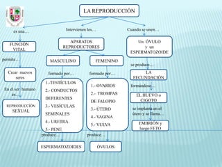 LA REPRODUCCIÓN


     es una…                     Intervienen los…            Cuando se unen…

                                   APARATOS                      Un ÓVULO
   FUNCIÓN
                                REPRODUCTORES                       y un
    VITAL
                                                              ESPERMATOZOIDE
permite…               MASCULINO                FEMENINO
                                                              se produce…
  Crear nuevos        formado por…           formado por…           LA
      seres                                                    FECUNDACIÓN
                    1.-TESTÍCULOS
                                              1.- OVARIOS     formándose…
En el ser humano    2.- CONDUCTOS
    es…                                       2.- TROMPAS        EL HUEVO o
                    DEFERENTES                                     CIGOTO
                                              DE FALOPIO
  REPRODUCCIÓN      3.- VESÍCULAS
                                              3.- ÚTERO        se implanta en el
    SEXUAL
                    SEMINALES                                  útero y se llama…
                                              4.- VAGINA
                    4.- URETRA                                    EMBRIÓN y
                                              5.- VULVA
                     5.- PENE                                     luego FETO
                   produce…                 produce…

                   ESPERMATOZOIDES                  ÓVULOS
 