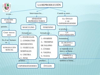 LA REPRODUCCIÓN


     es una…                     Intervienen los…            Cuando se unen…

                                   APARATOS                      Un ÓVULO
   FUNCIÓN
                                REPRODUCTORES                       y un
    VITAL
                                                              ESPERMATOZOIDE
permite…               MASCULINO                FEMENINO
                                                              se produce…
  Crear nuevos        formado por…           formado por…           LA
      seres                                                    FECUNDACIÓN
                    1.-TESTÍCULOS
                                              1.- OVARIOS     formándose…
En el ser humano    2.- CONDUCTOS
    es…                                       2.- TROMPAS        EL HUEVO o
                    DEFERENTES                                     CIGOTO
                                              DE FALOPIO
  REPRODUCCIÓN      3.- VESÍCULAS
                                              3.- ÚTERO        se implanta en el
    SEXUAL
                    SEMINALES                                  útero y se llama…
                                              4.- VAGINA
                    4.- URETRA                                    EMBRIÓN y
                                              5.- VULVA
                     5.- PENE                                     luego FETO
                   produce…                 produce…           también se forma…

                   ESPERMATOZOIDES                  ÓVULOS
 