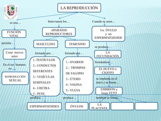 LA REPRODUCCIÓN


     es una…                     Intervienen los…            Cuando se unen…

                                   APARATOS                      Un ÓVULO
   FUNCIÓN
                                REPRODUCTORES                       y un
    VITAL
                                                              ESPERMATOZOIDE
permite…               MASCULINO                FEMENINO
                                                              se produce…
  Crear nuevos        formado por…           formado por…           LA
      seres                                                    FECUNDACIÓN
                    1.-TESTÍCULOS
                                              1.- OVARIOS     formándose…
En el ser humano    2.- CONDUCTOS
    es…                                       2.- TROMPAS        EL HUEVO o
                    DEFERENTES                                     CIGOTO
                                              DE FALOPIO
  REPRODUCCIÓN      3.- VESÍCULAS
                                              3.- ÚTERO        se implanta en el
    SEXUAL
                    SEMINALES                                  útero y se llama…
                                              4.- VAGINA
                    4.- URETRA                                    EMBRIÓN y
                                              5.- VULVA
                     5.- PENE                                     luego FETO
                   produce…                 produce…           también se forma…

                                                                LA
                   ESPERMATOZOIDES                  ÓVULOS
                                                             PLACENTA
 