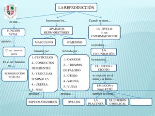 LA REPRODUCCIÓN


     es una…                     Intervienen los…            Cuando se unen…

                                   APARATOS                      Un ÓVULO
   FUNCIÓN
                                REPRODUCTORES                       y un
    VITAL
                                                              ESPERMATOZOIDE
permite…               MASCULINO                FEMENINO
                                                              se produce…
  Crear nuevos        formado por…           formado por…           LA
      seres                                                    FECUNDACIÓN
                    1.-TESTÍCULOS
                                              1.- OVARIOS     formándose…
En el ser humano    2.- CONDUCTOS
    es…                                       2.- TROMPAS        EL HUEVO o
                    DEFERENTES                                     CIGOTO
                                              DE FALOPIO
  REPRODUCCIÓN      3.- VESÍCULAS
                                              3.- ÚTERO        se implanta en el
    SEXUAL
                    SEMINALES                                  útero y se llama…
                                              4.- VAGINA
                    4.- URETRA                                    EMBRIÓN y
                                              5.- VULVA
                     5.- PENE                                     luego FETO
                   produce…                 produce…           también se forma…

                                                                LA          EL CORDÓN
                   ESPERMATOZOIDES                  ÓVULOS
                                                             PLACENTA       UMBILICAL
 