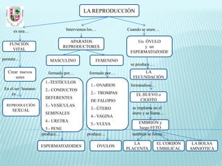 LA REPRODUCCIÓN


     es una…                     Intervienen los…            Cuando se unen…

                                   APARATOS                      Un ÓVULO
   FUNCIÓN
                                REPRODUCTORES                       y un
    VITAL
                                                              ESPERMATOZOIDE
permite…               MASCULINO                FEMENINO
                                                              se produce…
  Crear nuevos        formado por…           formado por…           LA
      seres                                                    FECUNDACIÓN
                    1.-TESTÍCULOS
                                              1.- OVARIOS     formándose…
En el ser humano    2.- CONDUCTOS
    es…                                       2.- TROMPAS        EL HUEVO o
                    DEFERENTES                                     CIGOTO
                                              DE FALOPIO
  REPRODUCCIÓN      3.- VESÍCULAS
                                              3.- ÚTERO        se implanta en el
    SEXUAL
                    SEMINALES                                  útero y se llama…
                                              4.- VAGINA
                    4.- URETRA                                    EMBRIÓN y
                                              5.- VULVA
                     5.- PENE                                     luego FETO
                   produce…                 produce…           también se forma…

                                                                LA          EL CORDÓN    LA BOLSA
                   ESPERMATOZOIDES                  ÓVULOS
                                                             PLACENTA       UMBILICAL   AMNIÓTICA
 