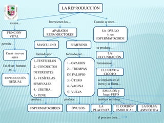 LA REPRODUCCIÓN


     es una…                     Intervienen los…            Cuando se unen…

                                   APARATOS                      Un ÓVULO
   FUNCIÓN
                                REPRODUCTORES                       y un
    VITAL
                                                              ESPERMATOZOIDE
permite…               MASCULINO                FEMENINO
                                                              se produce…
  Crear nuevos        formado por…           formado por…           LA
      seres                                                    FECUNDACIÓN
                    1.-TESTÍCULOS
                                              1.- OVARIOS     formándose…
En el ser humano    2.- CONDUCTOS
    es…                                       2.- TROMPAS        EL HUEVO o
                    DEFERENTES                                     CIGOTO
                                              DE FALOPIO
  REPRODUCCIÓN      3.- VESÍCULAS
                                              3.- ÚTERO        se implanta en el
    SEXUAL
                    SEMINALES                                  útero y se llama…
                                              4.- VAGINA
                    4.- URETRA                                    EMBRIÓN y
                                              5.- VULVA
                     5.- PENE                                     luego FETO
                   produce…                 produce…           también se forma…

                                                                LA          EL CORDÓN    LA BOLSA
                   ESPERMATOZOIDES                  ÓVULOS
                                                             PLACENTA       UMBILICAL   AMNIÓTICA

                                                               el proceso dura…
 