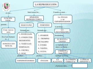 LA REPRODUCCIÓN


     es una…                     Intervienen los…            Cuando se unen…

                                   APARATOS                      Un ÓVULO
   FUNCIÓN
                                REPRODUCTORES                       y un
    VITAL
                                                              ESPERMATOZOIDE
permite…               MASCULINO                FEMENINO
                                                              se produce…
  Crear nuevos        formado por…           formado por…           LA
      seres                                                    FECUNDACIÓN
                    1.-TESTÍCULOS
                                              1.- OVARIOS     formándose…
En el ser humano    2.- CONDUCTOS
    es…                                       2.- TROMPAS        EL HUEVO o
                    DEFERENTES                                     CIGOTO
                                              DE FALOPIO
  REPRODUCCIÓN      3.- VESÍCULAS
                                              3.- ÚTERO        se implanta en el
    SEXUAL
                    SEMINALES                                  útero y se llama…
                                              4.- VAGINA
                    4.- URETRA                                    EMBRIÓN y
                                              5.- VULVA
                     5.- PENE                                     luego FETO
                   produce…                 produce…           también se forma…

                                                                LA          EL CORDÓN    LA BOLSA
                   ESPERMATOZOIDES                  ÓVULOS
                                                             PLACENTA       UMBILICAL   AMNIÓTICA

                                                               el proceso dura…
 