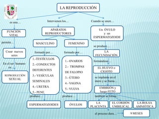 LA REPRODUCCIÓN


     es una…                     Intervienen los…            Cuando se unen…

                                   APARATOS                      Un ÓVULO
   FUNCIÓN
                                REPRODUCTORES                       y un
    VITAL
                                                              ESPERMATOZOIDE
permite…               MASCULINO                FEMENINO
                                                              se produce…
  Crear nuevos        formado por…           formado por…           LA
      seres                                                    FECUNDACIÓN
                    1.-TESTÍCULOS
                                              1.- OVARIOS     formándose…
En el ser humano    2.- CONDUCTOS
    es…                                       2.- TROMPAS        EL HUEVO o
                    DEFERENTES                                     CIGOTO
                                              DE FALOPIO
  REPRODUCCIÓN      3.- VESÍCULAS
                                              3.- ÚTERO        se implanta en el
    SEXUAL
                    SEMINALES                                  útero y se llama…
                                              4.- VAGINA
                    4.- URETRA                                    EMBRIÓN y
                                              5.- VULVA
                     5.- PENE                                     luego FETO
                   produce…                 produce…           también se forma…

                                                                LA          EL CORDÓN       LA BOLSA
                   ESPERMATOZOIDES                  ÓVULOS
                                                             PLACENTA       UMBILICAL      AMNIÓTICA

                                                               el proceso dura…         9 MESES
 
