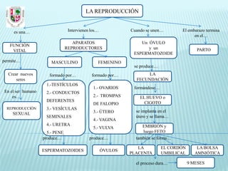 LA REPRODUCCIÓN


     es una…                     Intervienen los…            Cuando se unen…       El embarazo termina
                                                                                         en el…
                                   APARATOS                      Un ÓVULO
   FUNCIÓN
                                REPRODUCTORES                       y un                   PARTO
    VITAL
                                                              ESPERMATOZOIDE
permite…               MASCULINO                FEMENINO
                                                              se produce…
  Crear nuevos        formado por…           formado por…           LA
      seres                                                    FECUNDACIÓN
                    1.-TESTÍCULOS
                                              1.- OVARIOS     formándose…
En el ser humano    2.- CONDUCTOS
    es…                                       2.- TROMPAS        EL HUEVO o
                    DEFERENTES                                     CIGOTO
                                              DE FALOPIO
  REPRODUCCIÓN      3.- VESÍCULAS
                                              3.- ÚTERO        se implanta en el
    SEXUAL
                    SEMINALES                                  útero y se llama…
                                              4.- VAGINA
                    4.- URETRA                                    EMBRIÓN y
                                              5.- VULVA
                     5.- PENE                                     luego FETO
                   produce…                 produce…           también se forma…

                                                                LA          EL CORDÓN       LA BOLSA
                   ESPERMATOZOIDES                  ÓVULOS
                                                             PLACENTA       UMBILICAL      AMNIÓTICA

                                                               el proceso dura…         9 MESES
 