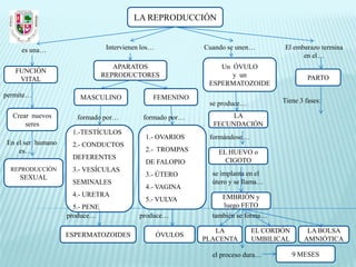 LA REPRODUCCIÓN


     es una…                     Intervienen los…            Cuando se unen…       El embarazo termina
                                                                                         en el…
                                   APARATOS                      Un ÓVULO
   FUNCIÓN
                                REPRODUCTORES                       y un                    PARTO
    VITAL
                                                              ESPERMATOZOIDE
permite…               MASCULINO                FEMENINO
                                                              se produce…          Tiene 3 fases:

  Crear nuevos        formado por…           formado por…           LA
      seres                                                    FECUNDACIÓN
                    1.-TESTÍCULOS
                                              1.- OVARIOS     formándose…
En el ser humano    2.- CONDUCTOS
    es…                                       2.- TROMPAS        EL HUEVO o
                    DEFERENTES                                     CIGOTO
                                              DE FALOPIO
  REPRODUCCIÓN      3.- VESÍCULAS
                                              3.- ÚTERO        se implanta en el
    SEXUAL
                    SEMINALES                                  útero y se llama…
                                              4.- VAGINA
                    4.- URETRA                                    EMBRIÓN y
                                              5.- VULVA
                     5.- PENE                                     luego FETO
                   produce…                 produce…           también se forma…

                                                                LA          EL CORDÓN       LA BOLSA
                   ESPERMATOZOIDES                  ÓVULOS
                                                             PLACENTA       UMBILICAL      AMNIÓTICA

                                                               el proceso dura…         9 MESES
 
