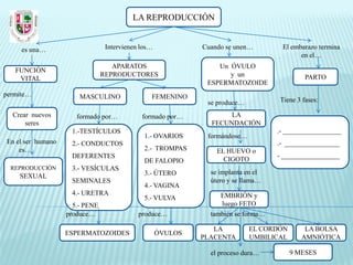 LA REPRODUCCIÓN


     es una…                     Intervienen los…            Cuando se unen…        El embarazo termina
                                                                                          en el…
                                   APARATOS                      Un ÓVULO
   FUNCIÓN
                                REPRODUCTORES                       y un                    PARTO
    VITAL
                                                              ESPERMATOZOIDE
permite…               MASCULINO                FEMENINO
                                                              se produce…          Tiene 3 fases:

  Crear nuevos        formado por…           formado por…           LA
      seres                                                    FECUNDACIÓN
                    1.-TESTÍCULOS                                                  .- _________________
                                              1.- OVARIOS     formándose…
En el ser humano    2.- CONDUCTOS                                                  .- ________________
    es…                                       2.- TROMPAS        EL HUEVO o
                    DEFERENTES                                                     - _________________
                                              DE FALOPIO           CIGOTO
  REPRODUCCIÓN      3.- VESÍCULAS
                                              3.- ÚTERO        se implanta en el
    SEXUAL
                    SEMINALES                                  útero y se llama…
                                              4.- VAGINA
                    4.- URETRA                                    EMBRIÓN y
                                              5.- VULVA
                     5.- PENE                                     luego FETO
                   produce…                 produce…           también se forma…

                                                                LA          EL CORDÓN       LA BOLSA
                   ESPERMATOZOIDES                  ÓVULOS
                                                             PLACENTA       UMBILICAL      AMNIÓTICA

                                                               el proceso dura…         9 MESES
 