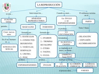 LA REPRODUCCIÓN


     es una…                     Intervienen los…            Cuando se unen…        El embarazo termina
                                                                                          en el…
                                   APARATOS                      Un ÓVULO
   FUNCIÓN
                                REPRODUCTORES                       y un                    PARTO
    VITAL
                                                              ESPERMATOZOIDE
permite…               MASCULINO                FEMENINO
                                                              se produce…          Tiene 3 fases:

  Crear nuevos        formado por…           formado por…           LA
      seres                                                    FECUNDACIÓN
                    1.-TESTÍCULOS                                                  .- DILATACIÓN
                                              1.- OVARIOS     formándose…
En el ser humano    2.- CONDUCTOS                                                  .- EXPULSIÓN
    es…                                       2.- TROMPAS        EL HUEVO o
                    DEFERENTES                                                     - ALUMBRAMIENTO
                                              DE FALOPIO           CIGOTO
  REPRODUCCIÓN      3.- VESÍCULAS
                                              3.- ÚTERO        se implanta en el
    SEXUAL
                    SEMINALES                                  útero y se llama…
                                              4.- VAGINA
                    4.- URETRA                                    EMBRIÓN y
                                              5.- VULVA
                     5.- PENE                                     luego FETO
                   produce…                 produce…           también se forma…

                                                                LA          EL CORDÓN       LA BOLSA
                   ESPERMATOZOIDES                  ÓVULOS
                                                             PLACENTA       UMBILICAL      AMNIÓTICA

                                                               el proceso dura…         9 MESES
 