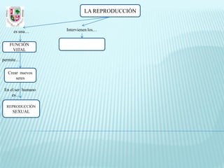 LA REPRODUCCIÓN


     es una…       Intervienen los…


   FUNCIÓN
    VITAL

permite…

  Crear nuevos
      seres

En el ser humano
    es…

  REPRODUCCIÓN
    SEXUAL
 