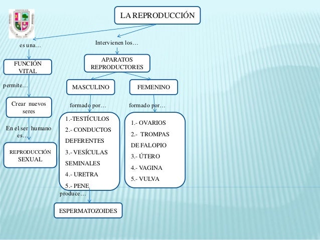 La reproducción. mapa conceptual. español