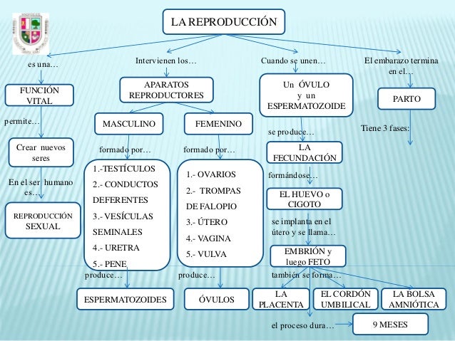 Mapa Conceptual De La Reproducción Humana