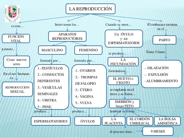 La reproducción. mapa conceptual. español