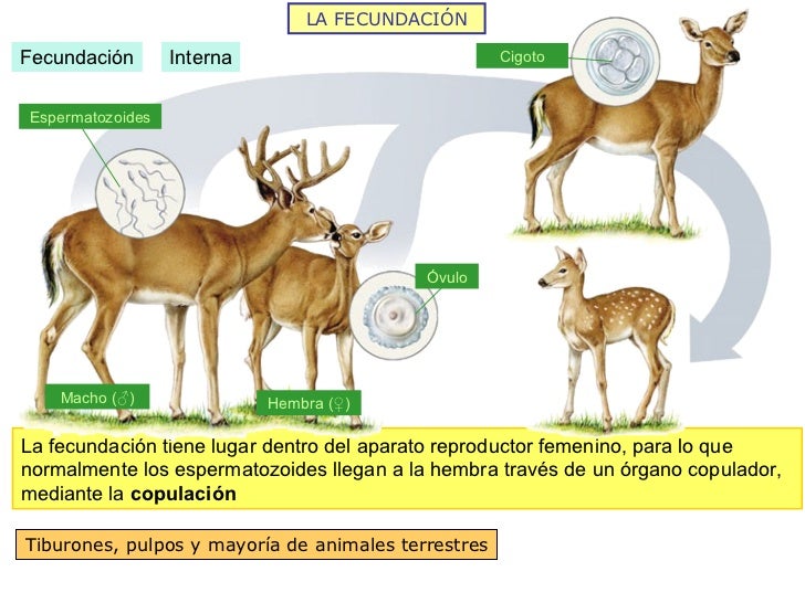 La reproducción 2011