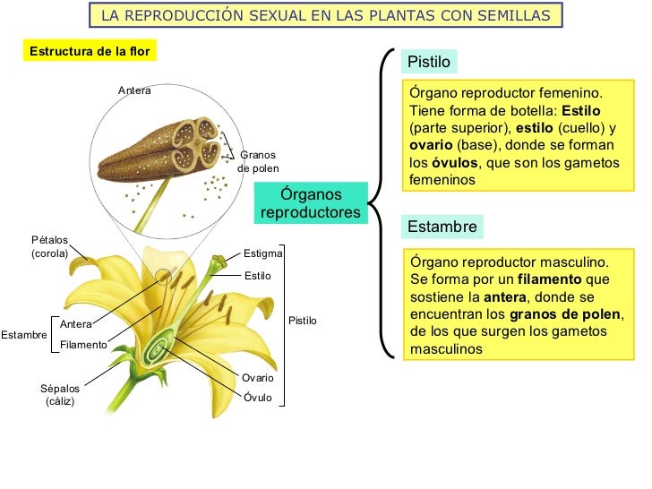La reproducción 2011