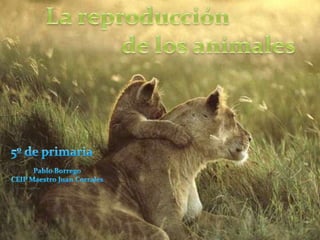     La reproducción                               de los animales 5º de primaria Pablo Borrego CEIP Maestro Juan Corrales 