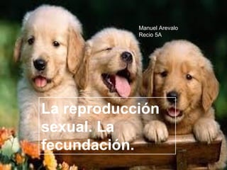 La reproducción
sexual. La
fecundación.
Manuel Arevalo
Recio 5A
 