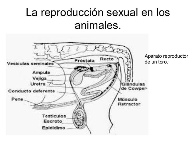 La Reproducción Animal