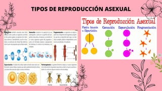TIPOS DE REPRODUCCIÓN ASEXUAL
 