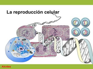 La reproducción celular
Alcides
 