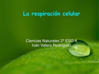 La respiración celular



 Ciencias Naturales 2º ESO A
    Iván Valero Rodríguez
 