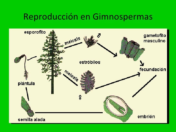 La reproducción de las plantas La reproducción de las plantas