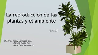 La reproducción de las
plantas y el ambiente
4to Grado
Maestros: Wendy Liz Burgos Luna.
Marcelo Pánfilo Ríos
María Elena Manzanarez
 