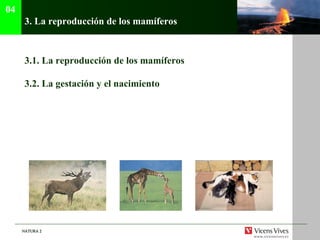 3.  La reproducci ón de los mamíferos 3.1.  La reproducción de los mamíferos 3.2.  La gestación y el nacimiento 04 