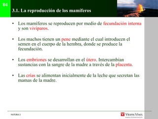 3.1.  La reproducción de los mamíferos Los mamíferos se reproducen por medio de  fecundación interna  y son  vivíparos . Los machos tienen un  pene  mediante el cual introducen el semen en el cuerpo de la hembra, donde se produce la fecundación. Los  embriones  se desarrollan en el  útero . Intercambian sustancias con la sangre de la madre a través de la  placenta . Las  crías  se alimentan inicialmente de la leche que secretan las mamas de la madre. 04 