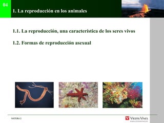 1.  La reproducci ón en los animales 1.1.  La reproducción, una característica de los seres vivos 1.2.  Formas de reproducción asexual 04 
