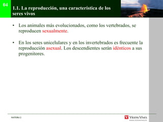 1.1.  La reproducción, una característica de los seres vivos Los animales más evolucionados, como los vertebrados, se reproducen  sexualmente . En los seres unicelulares y en los invertebrados es frecuente la reproducción  asexual . Los descendientes serán  idénticos  a sus progenitores. 04 