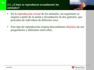 2.1.  ¿Cómo se reproducen sexualmente los animales? En la  reproducción sexual  de los animales, un organismo se origina a partir de la unión o fecundación de dos gametos, que proceden de individuos de diferente sexo. Este tipo de reproducción origina descendientes  distintos  de sus progenitores y diferentes entre ellos. 04 