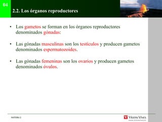 2.2.  Los órganos reproductores Los   gametos   se forman en los órganos reproductores denominados   gónadas : Las gónadas   masculinas   son los   testículos   y producen gametos   denominados  espermatozoides . Las gónadas   femeninas   son los   ovarios   y producen gametos   denominados  óvulos . 04 