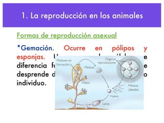 La ReproduccióN De Los Animales