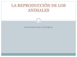 LA REPRODUCCIÓN DE LOS 
ANIMALES 
FECUNDACION EXTERNA 
 
