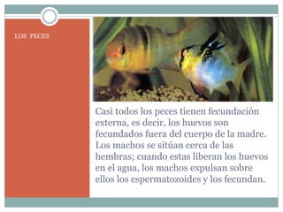 Casi todos los peces tienen fecundación 
externa, es decir, los huevos son 
fecundados fuera del cuerpo de la madre. 
Los ...